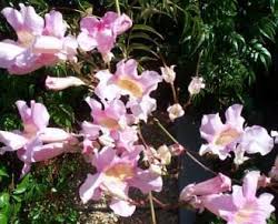 Image result for Podranea