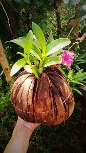 In this article, we'll teach you several common techniques so you can clone your orchids with ease. How To Use Coconut Shell And Husk Chips For Orchids Gardening Tips By Crazycraft Steemit