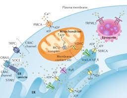 Maybe you would like to learn more about one of these? The Machineries Regulation And Cellular Functions Of Mitochondrial Calcium Nature Reviews Molecular Cell Biology