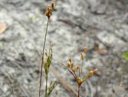 Image result for Bulbostylis schoenoides