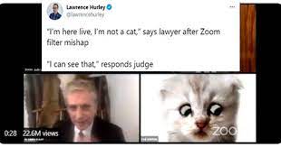 A texas lawyer entered a court hearing over the popular video conference app, zoom, accidentally having activated a cat filter. I Can Has Cheezburger Judge Funny Animals Online Cheezburger