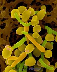 468535 Jpg Visuals Unlimited Microscopic Photography Electron Microscope Microscopic
