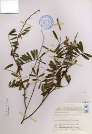 Image result for Tephrosia noctiflora