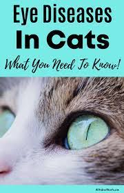 Discover All About Eye Diseases In Cats The Ultimate Guide Cat Eye Infection All About Eyes Cat Diseases