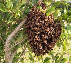 This took my mentor and i four hours to remove and cost. El Dorado Bee Swarm Removal El Dorado Bee Swarm Removal