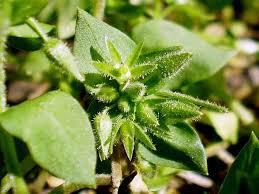 Image result for Stellaria pallida