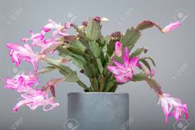 How to buy white christmas cactus? Blooming Pink Christmas Cactus Schlumbergera In A Pot On White Stock Photo Picture And Royalty Free Image Image 89459201