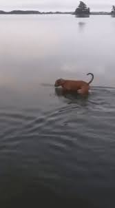 When Something Touch You Underwater Cute Funny Animals Funny Animals Funny Dogs