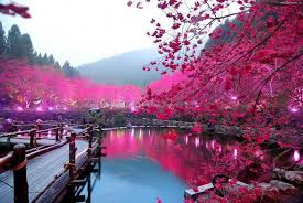 24 background pemandangan taman bunga sakura di 2020. Cherry Blossom Lake Japan Pemandangan Bunga Sakura Fotografi Pemandangan