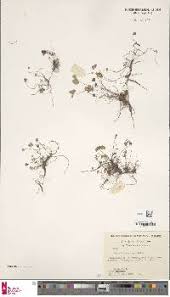 Image result for Marsilea villifolia