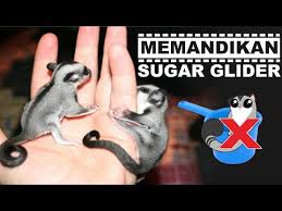 Memandikan Sugar Glider Dengan Benar How To Bathe The Sugar Glider Youtube