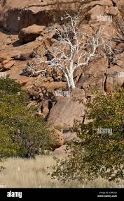 Image result for Sterculia quinqueloba