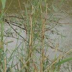 Image result for Phragmites karka