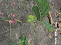 Image result for Pseudarthria