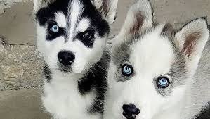 Check spelling or type a new query. Husky Puppies Farm Home Facebook