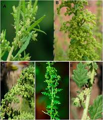 Image result for Dysphania schraderiana