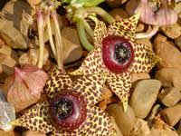 Image result for Orbea knobelii