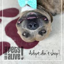 Losing a pet is one of life's hardest events. Sapa Urgents Adoptables Home Facebook