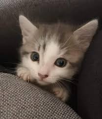 Pin By Silo On Chaton Trop Mignon Cute Cats Beautiful Cats Cute Animals