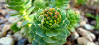 Are you searching for grocery png images or vector? How To Build A Garden Alpine Rockery Tutorial Fantastic Gardeners Blog