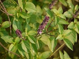 Image result for Ocimum urundense