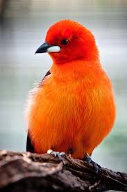 Brazilian Tanager Pretty Birds Beautiful Birds Birds