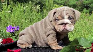 The most common miniature bulldog material is metal. Shrinkabull S Lilac Crave Lilac English Bulldogs