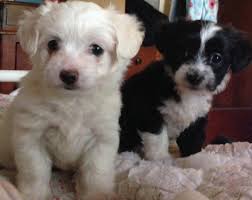 Though its size can vary, it's undoubtedly a tiny dog. Maltese Chihuahua Mixed Pups For Sale In Indianapolis Indiana Classified Americanlisted Com
