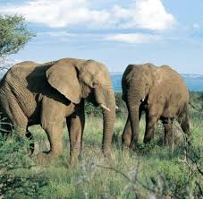 Kreuzworträtsel stellen ihr allgemeinwissen auf den prüfstand. Safari Unterwegs In Einem Zipfelchen Vom Garten Eden Welt