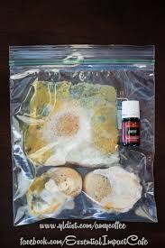 Thieves Vs Mold Experiment Gross Alert Essential Impact Essential Oils Science Thief Thieves Essential Oil