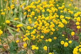 Image result for Ranunculus multifidus