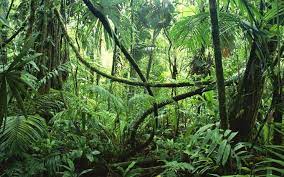 Jungle Background 68 Hd Best Images New Wallpapers Amazon Rainforest Amazon Forest Rainforest Pictures