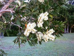 Image result for Melaleuca quinquenervia