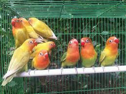 Maybe you would like to learn more about one of these? Perkiraan Warna Anakan Dari Silangan Lovebird Lengkap Akurat Pamankicau