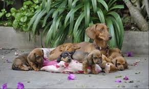 4 safe flea and worming treatments for pregnant dogs. K9 Instinct Blog K9 Instinct Holisitic Dog Health Care Blog