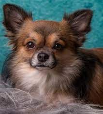 These chihuahuas can be found all over the world, along with short. Long Haired Chihuahuas The Chihuahua Information Center