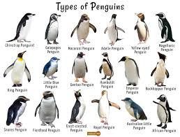 a chart of the different penguins penguin