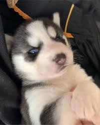 Pictures of baby siberian huskies together shows what a strong bond these wonderful dogs have for their family. Husky Puppy For Sale In Cape Coral Fl 5miles Buy And Sell