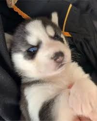 < image 1 of 2 >. Husky Puppy For Sale In Sunrise Fl 5miles Buy And Sell