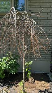 Image result for venturia saliciperda willow tree