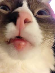 For the last couple of days my cats lower lip seems to be slightly bigger than normal.he is fine in himself and he lets me touch it so cant hurt at all , he is ,eating, drinking, playing.should i be concerned??? Cat Has Swollen Lower Lip Pictures Included Thecatsite