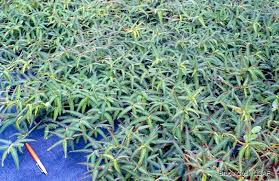 Image result for Aeschynomene cristata