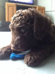 Black And Tan Labradoodle Chocolate F12 Labradoodle Puppies So Sweet Labradoodle Puppy Puppies Labradoodle