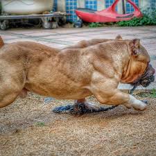 We offer a 30 days money back guarantee if you decide not to keep our puppy after our puppy arrives your home. Xxl Pitbull Puppies For Sale In Ohio Bmo Show