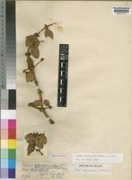 Image result for Viscum tuberculatum