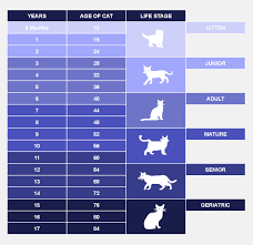 Because both of these animals mature at a faster rate than humans. How Old Is Your Cat In Human Years Petlifeuk
