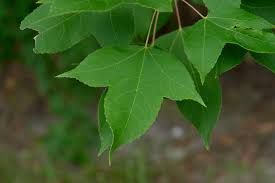 Image result for Liquidambar formosana