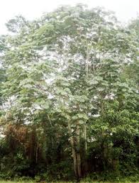 Image result for Musanga