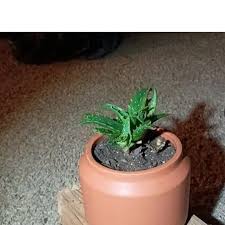 Image result for Aloe macrosiphon