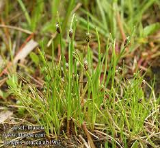 Image result for Isolepis setacea